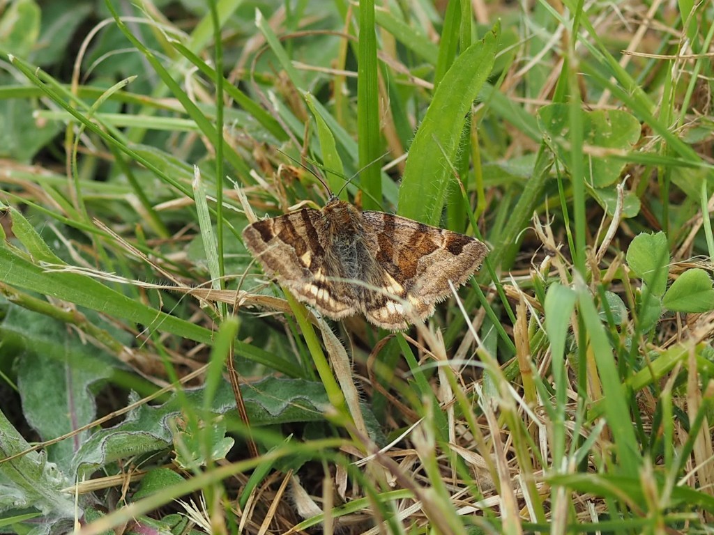 Burnet Companion moth